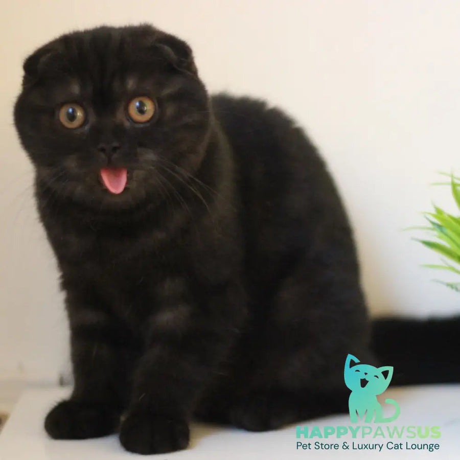 Bakardi Scottish Fold female black - live animals