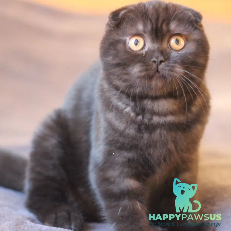 Bakardi Scottish Fold female black - live animals