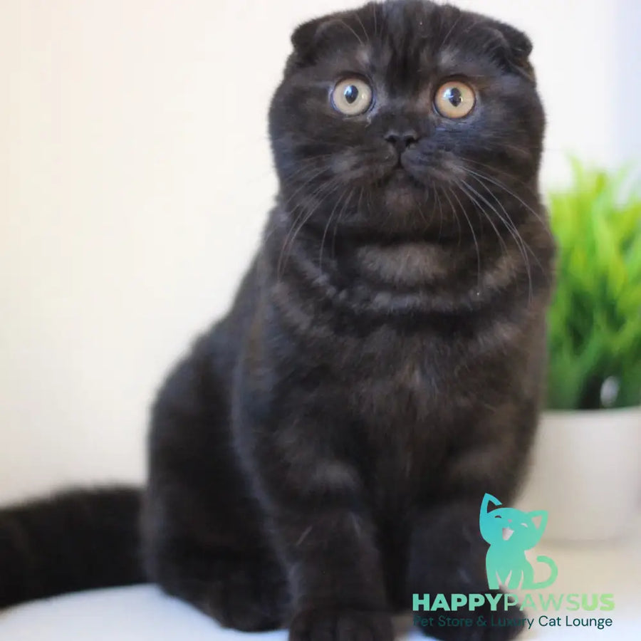 Bakardi Scottish Fold female black - live animals