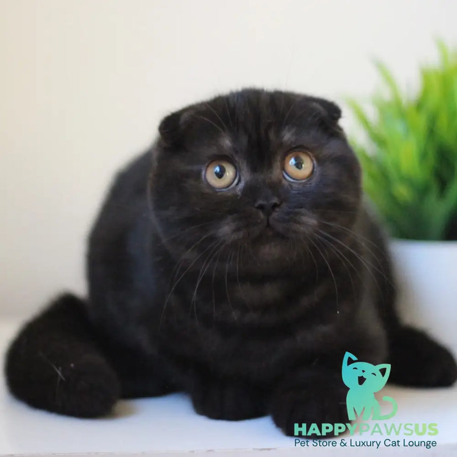 Bakardi Scottish Fold female black - live animals