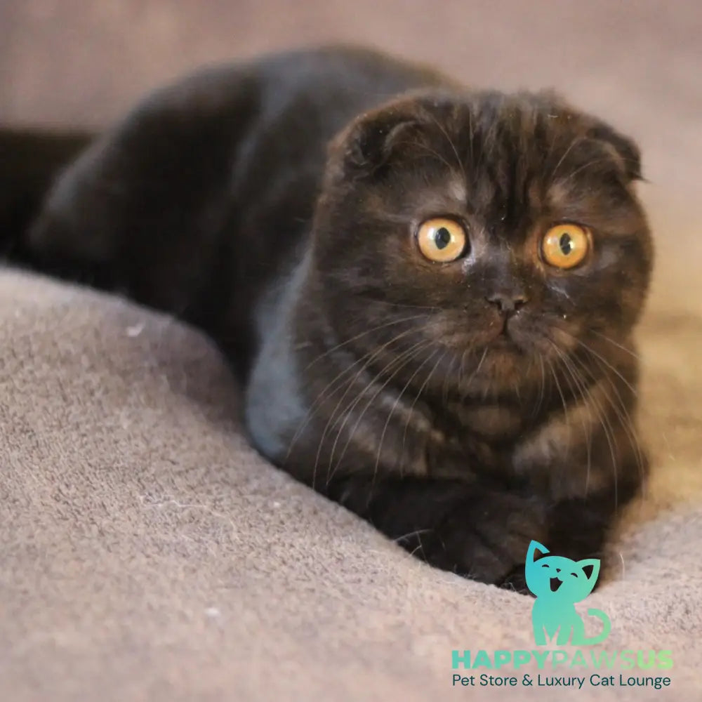 Bakardi Scottish Fold female black - live animals
