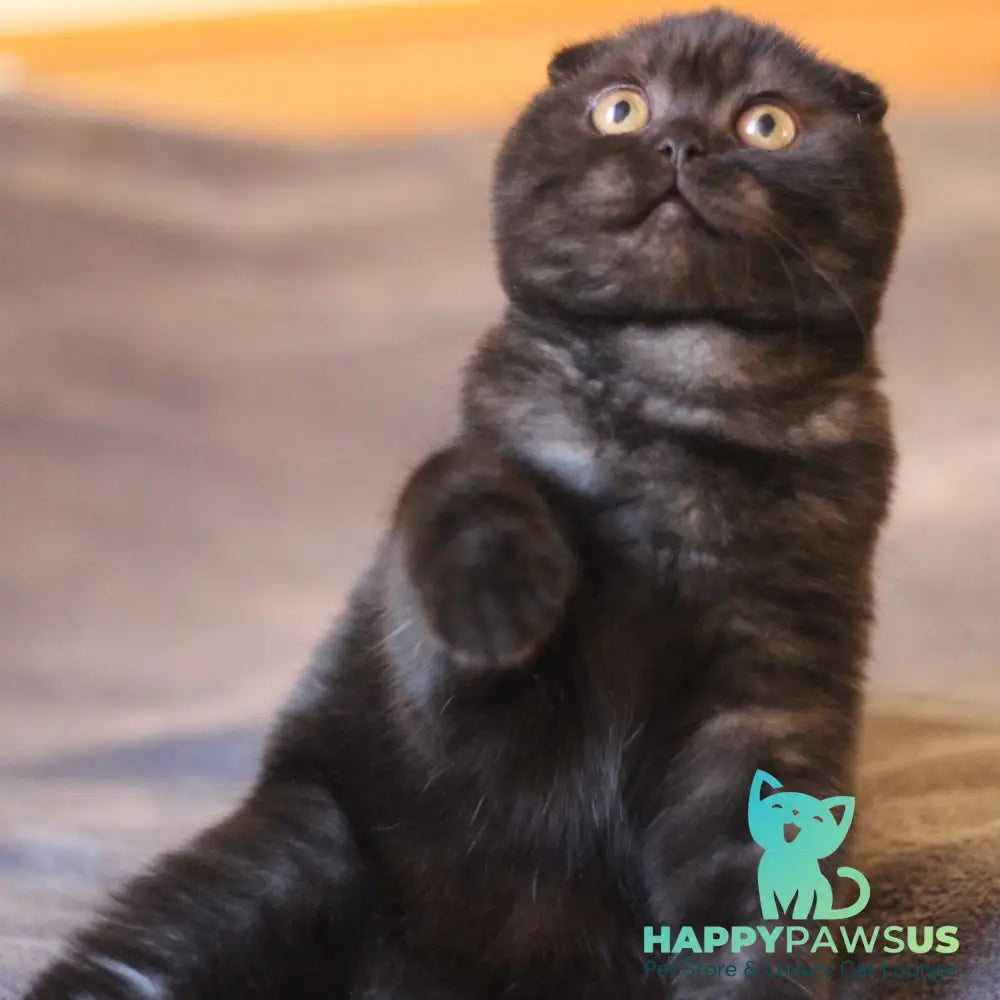 Bakardi Scottish Fold female black - live animals