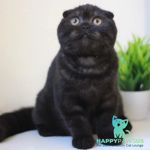Bakardi Scottish Fold female black - live animals