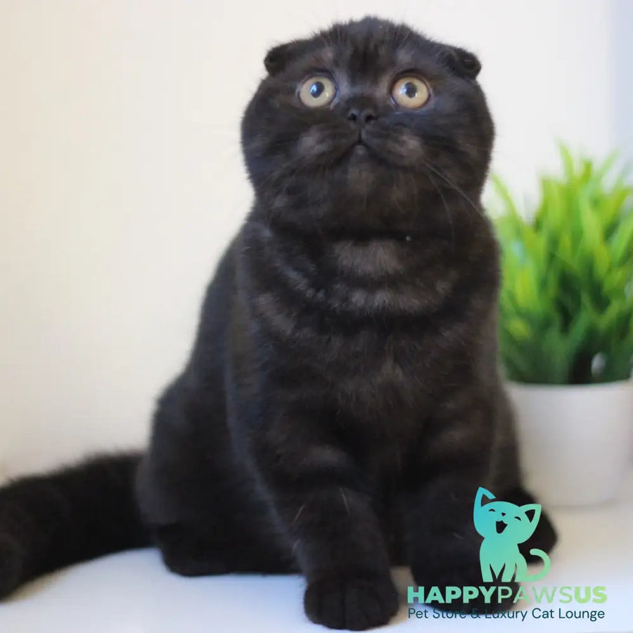 Bakardi Scottish Fold female black - live animals