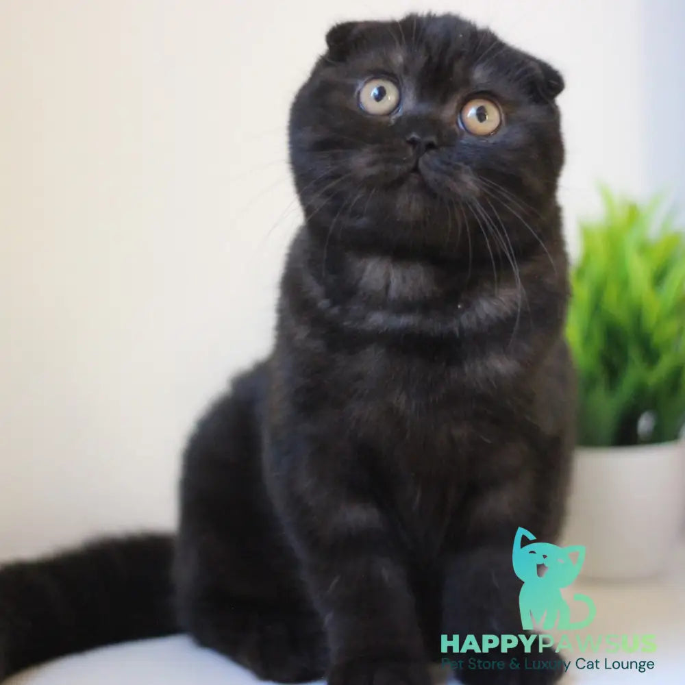 Bakardi Scottish Fold female black - live animals