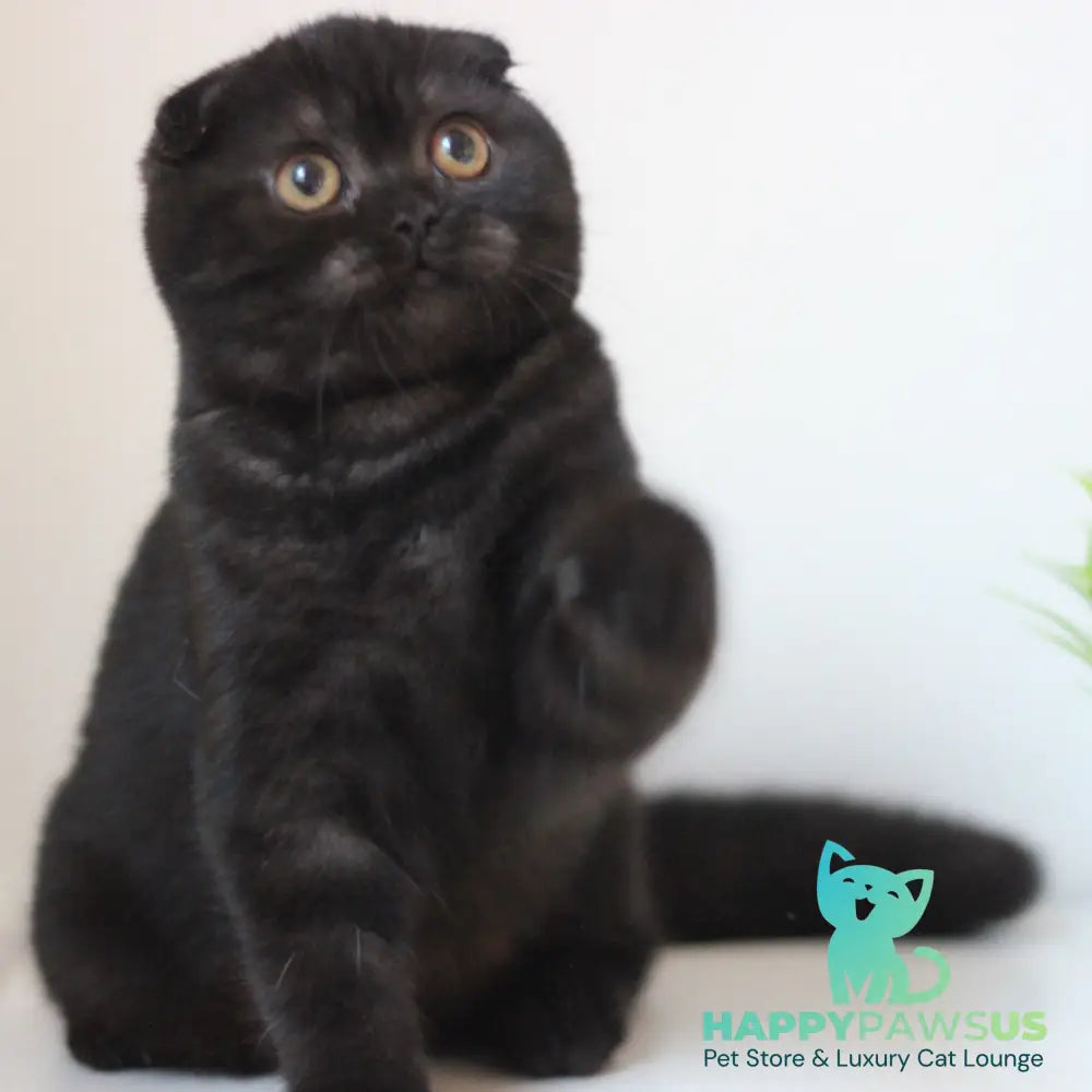 Bakardi Scottish Fold female black - live animals