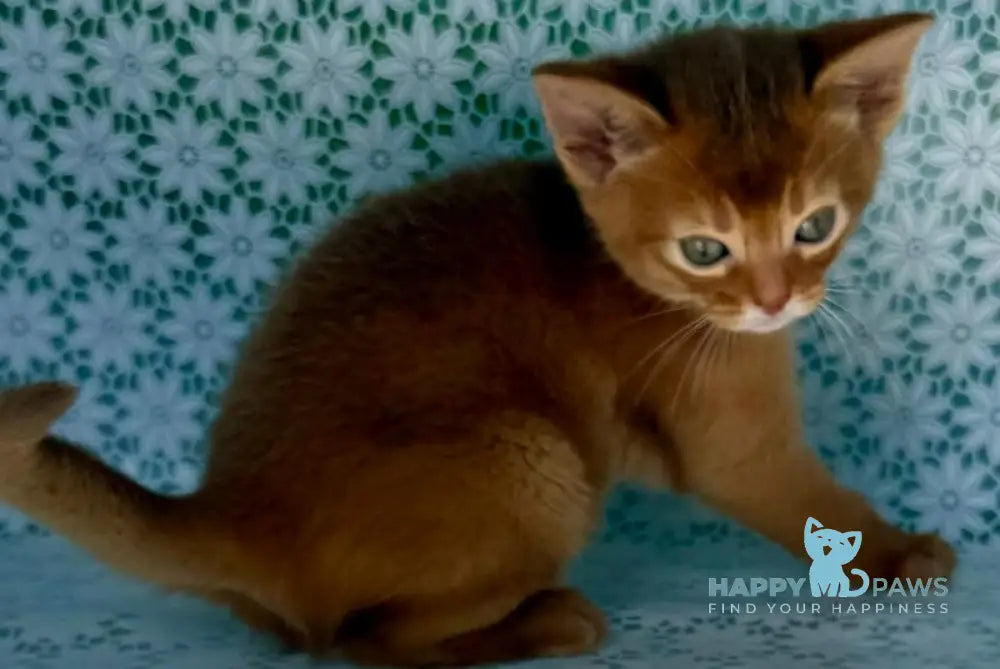 Baks Abyssinian male sorrel - live animals