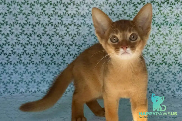 Baks Abyssinian male sorrel - live animals