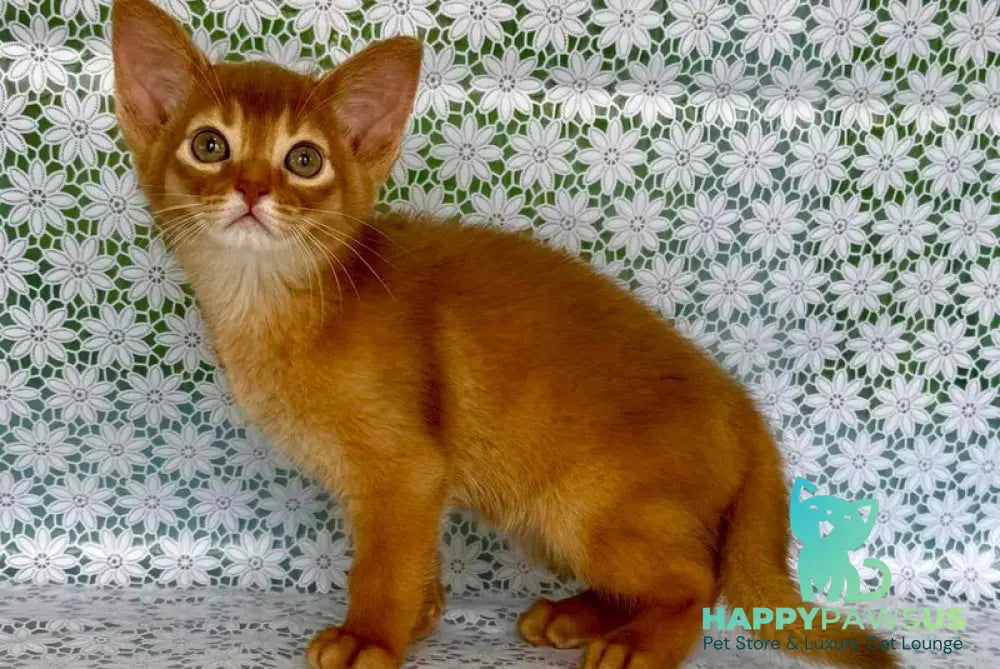 Baks Abyssinian male sorrel - live animals