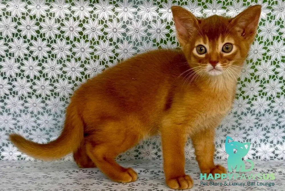 Baks Abyssinian male sorrel - live animals
