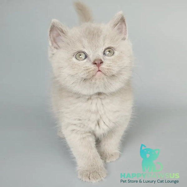 Baks British Shorthair male fawn - live animals