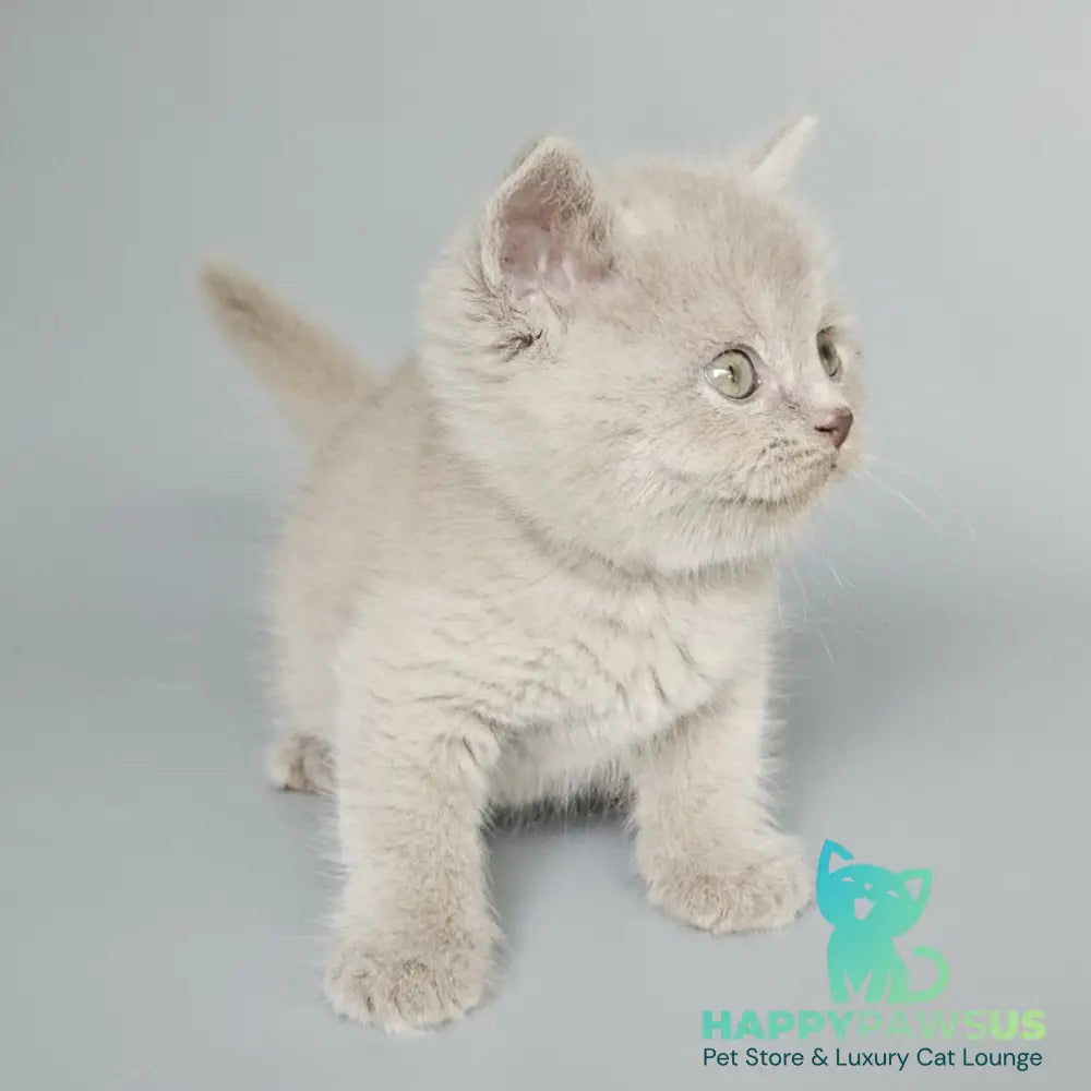Baks British Shorthair male fawn - live animals
