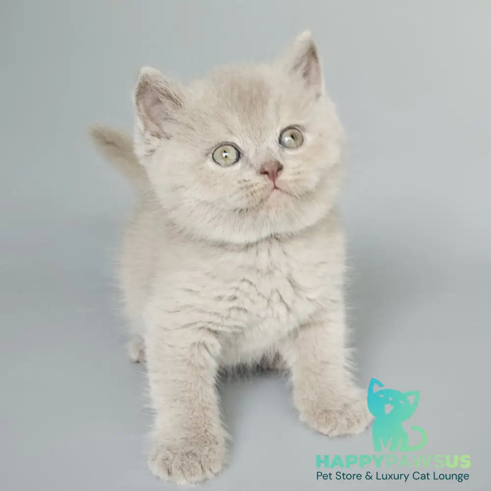 Baks British Shorthair male fawn - live animals