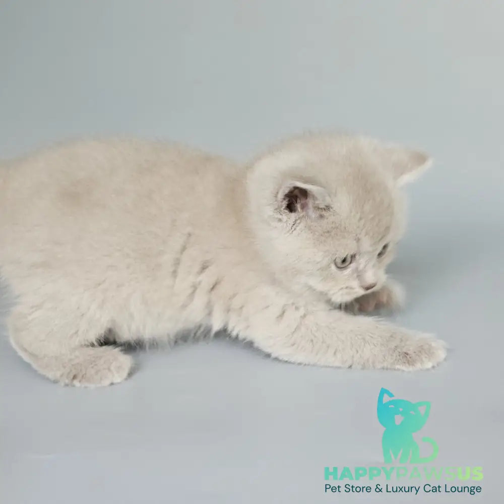 Baks British Shorthair male fawn - live animals