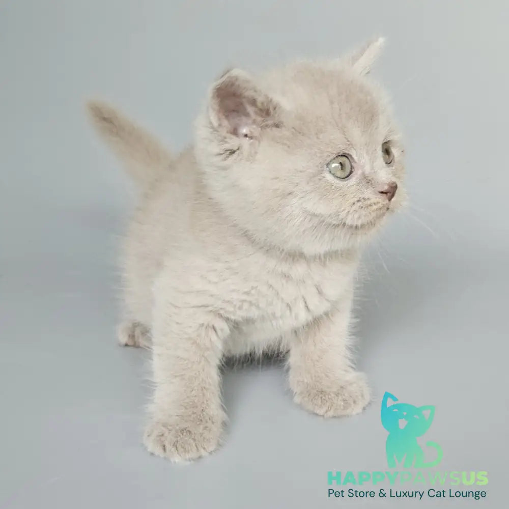 Baks British Shorthair male fawn - live animals