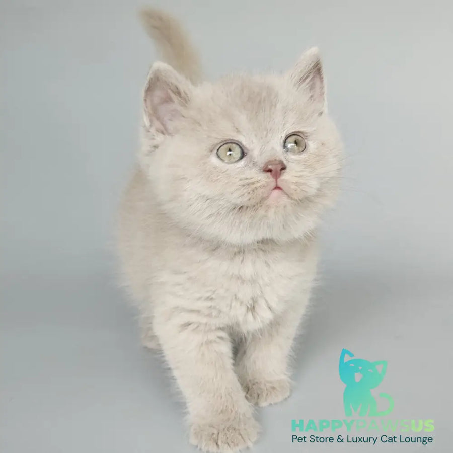 Baks British Shorthair male fawn - live animals