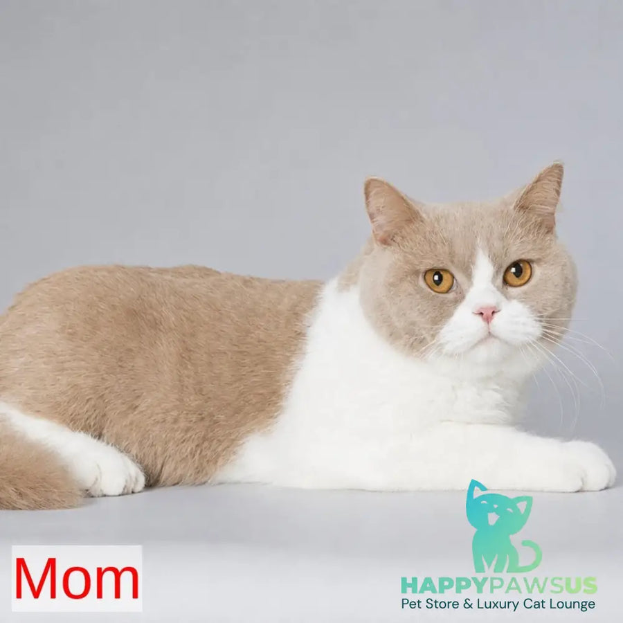 Baks British Shorthair male fawn - live animals