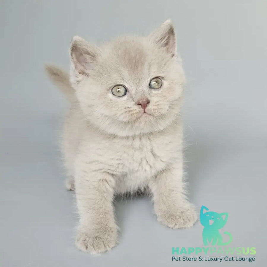 Baks British Shorthair male fawn - live animals