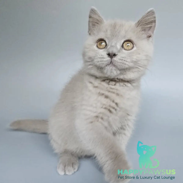 Baks British Shorthair male fawn - live animals