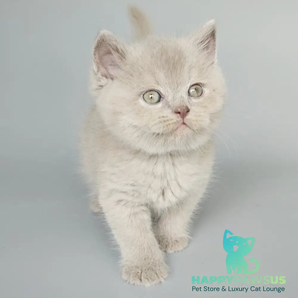 Baks British Shorthair male fawn - live animals