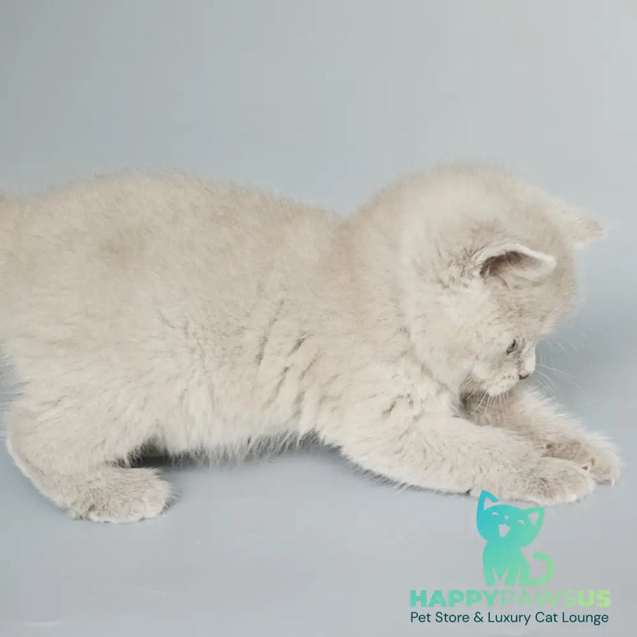 Baks British Shorthair male fawn - live animals