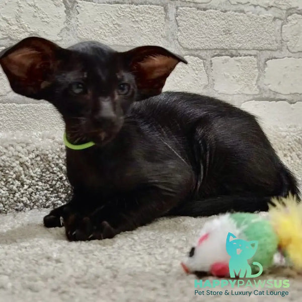 Baks Oriental Shorthair male black - live animals