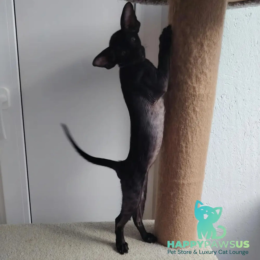 Baks Oriental Shorthair male black - live animals