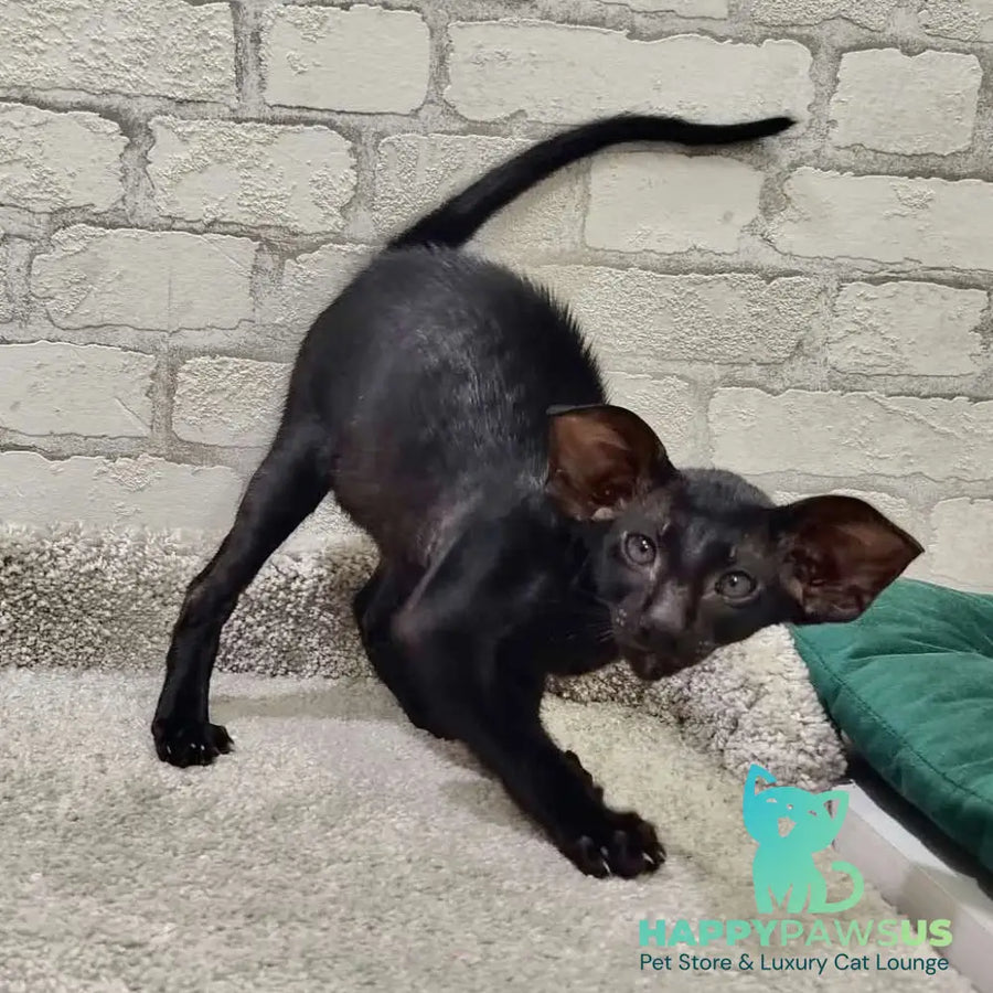 Baks Oriental Shorthair male black - live animals