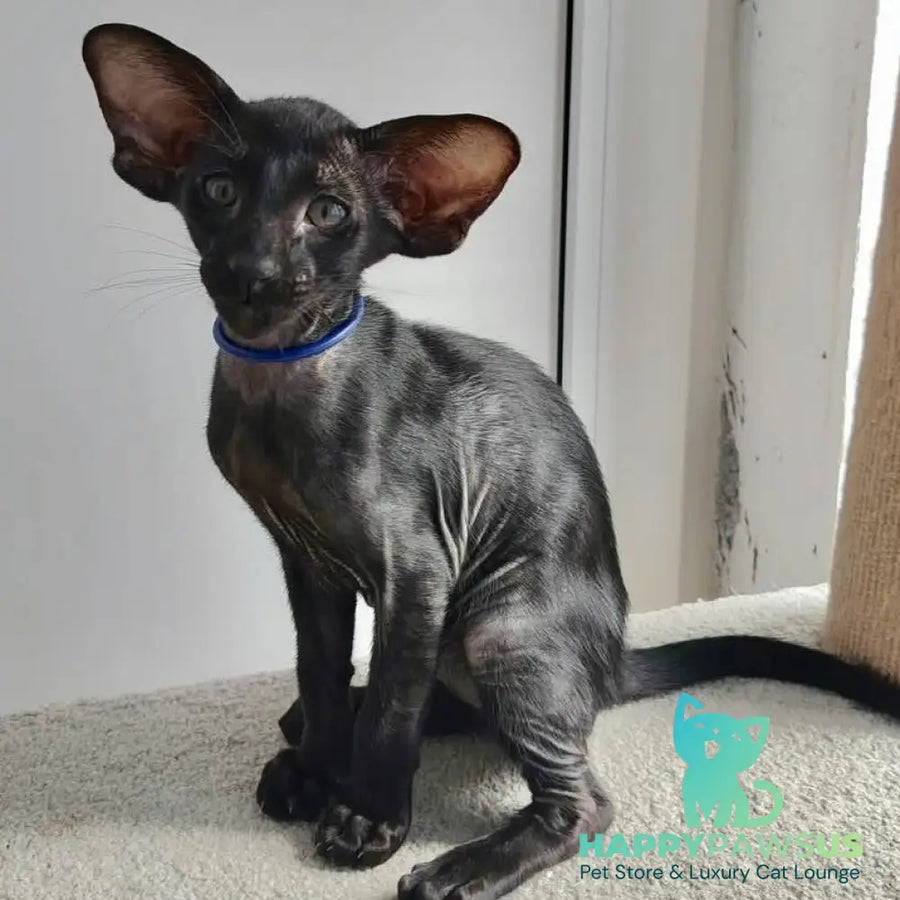 Baks Oriental Shorthair male black - live animals