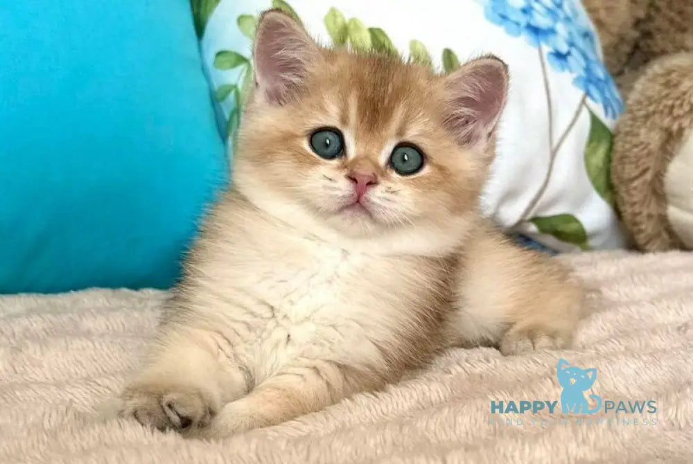 Baksik British Shorthair male black golden shaded live animals
