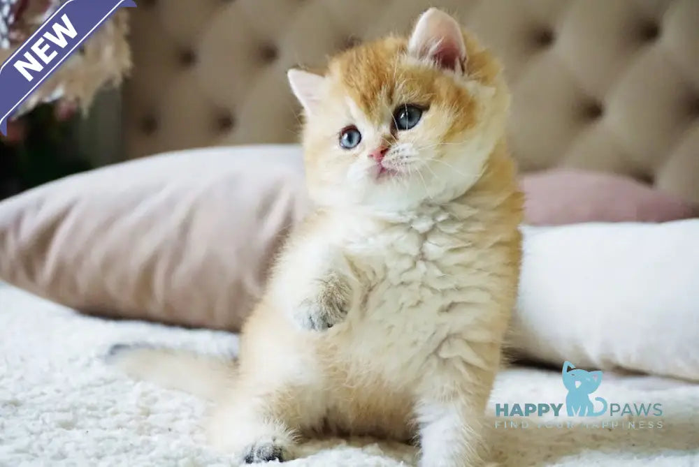 Baksik British Shorthair male black golden shaded live animals