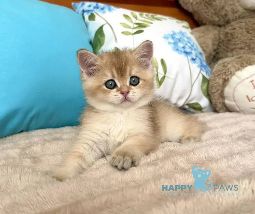 Baksik British Shorthair male black golden shaded live animals