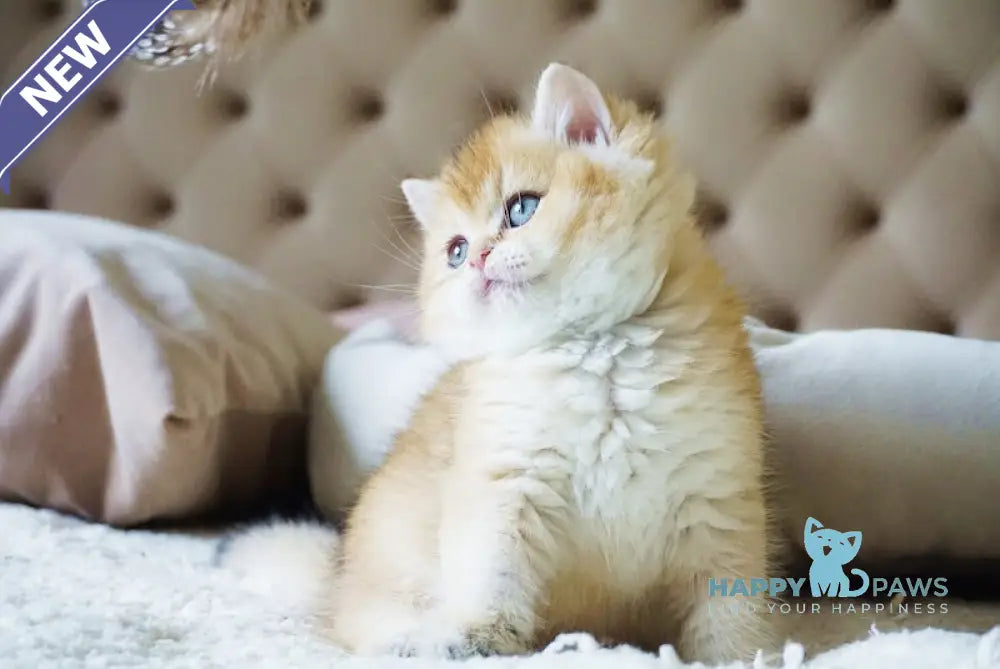 Baksik British Shorthair male black golden shaded live animals