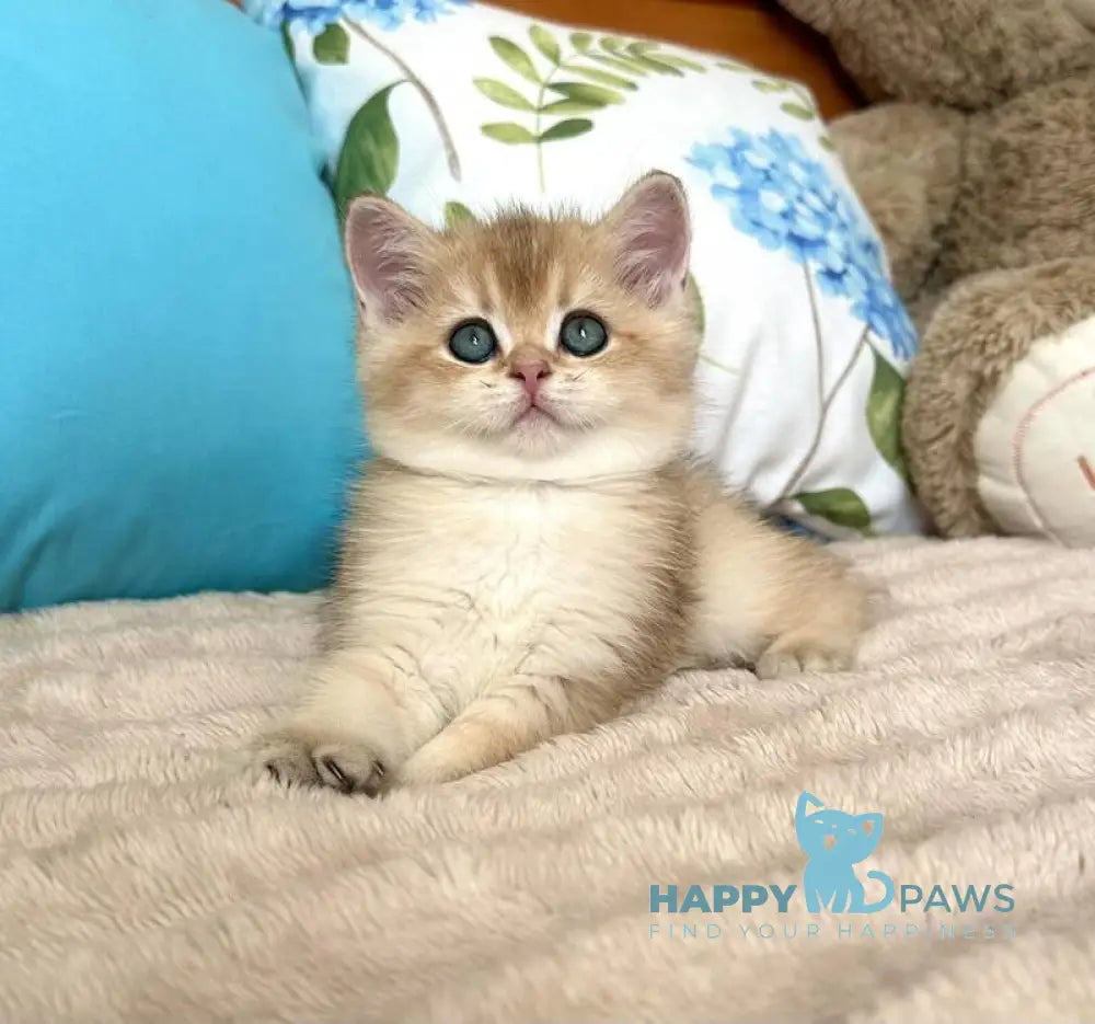 Baksik British Shorthair male black golden shaded live animals