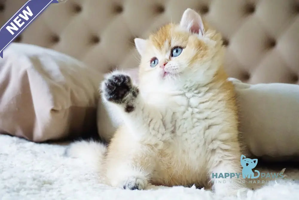 Baksik British Shorthair male black golden shaded live animals