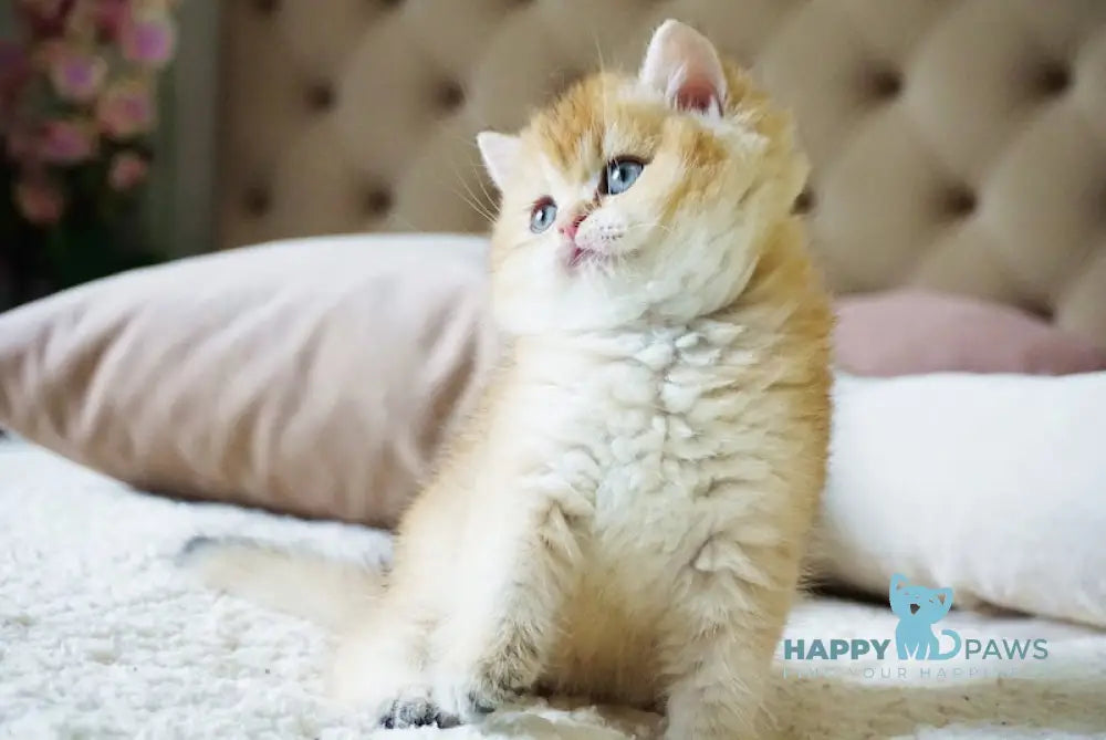 Baksik British Shorthair male black golden shaded live animals