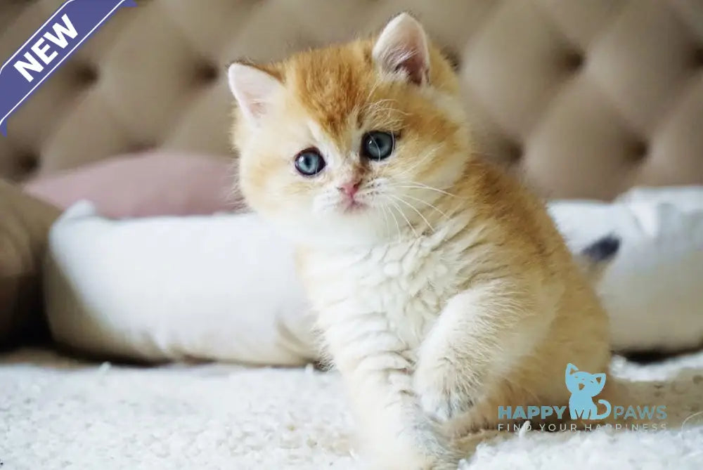 Baksik British Shorthair male black golden shaded live animals