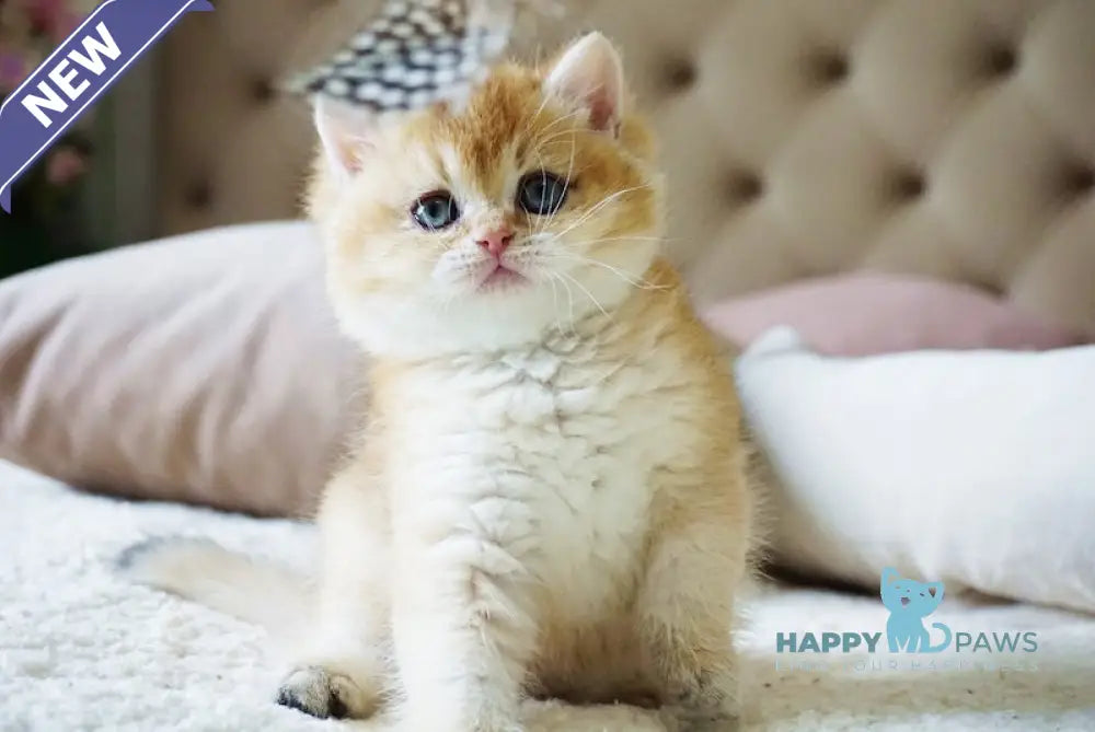 Baksik British Shorthair male black golden shaded live animals