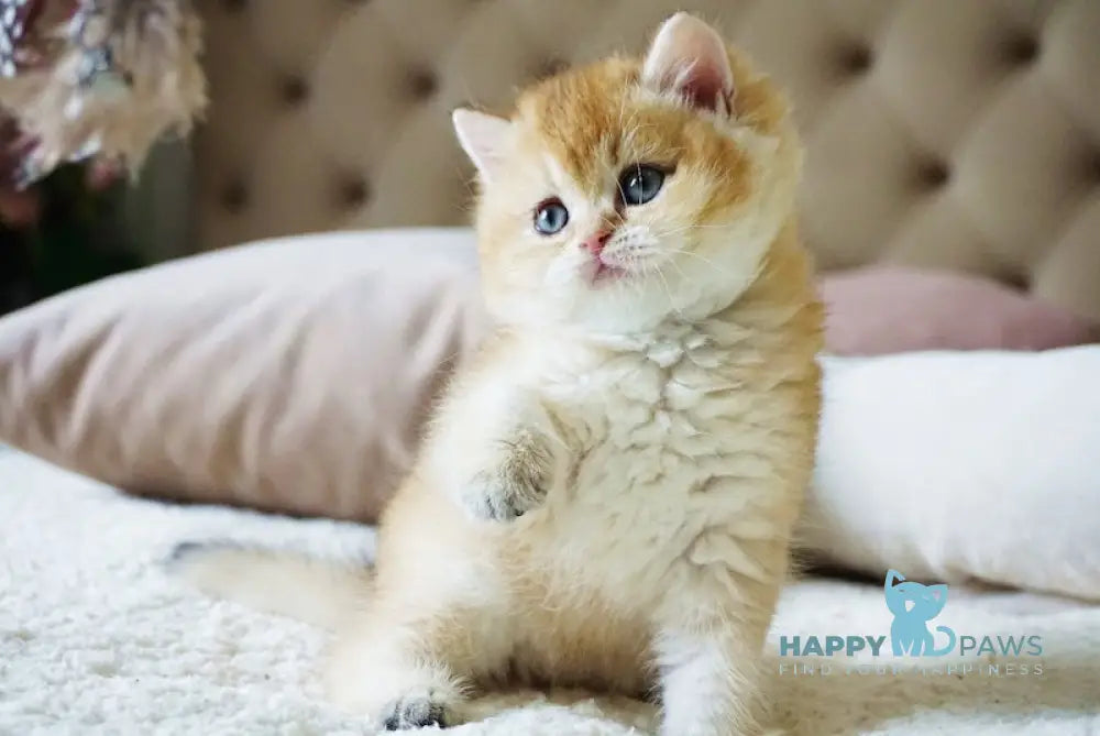Baksik British Shorthair male black golden shaded live animals