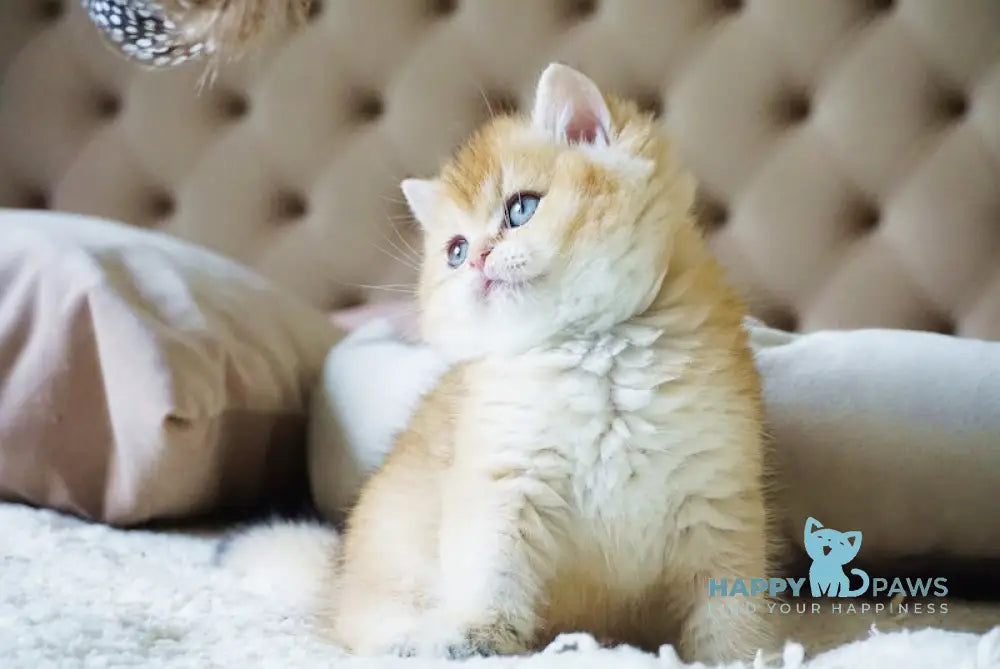 Baksik British Shorthair male black golden shaded live animals