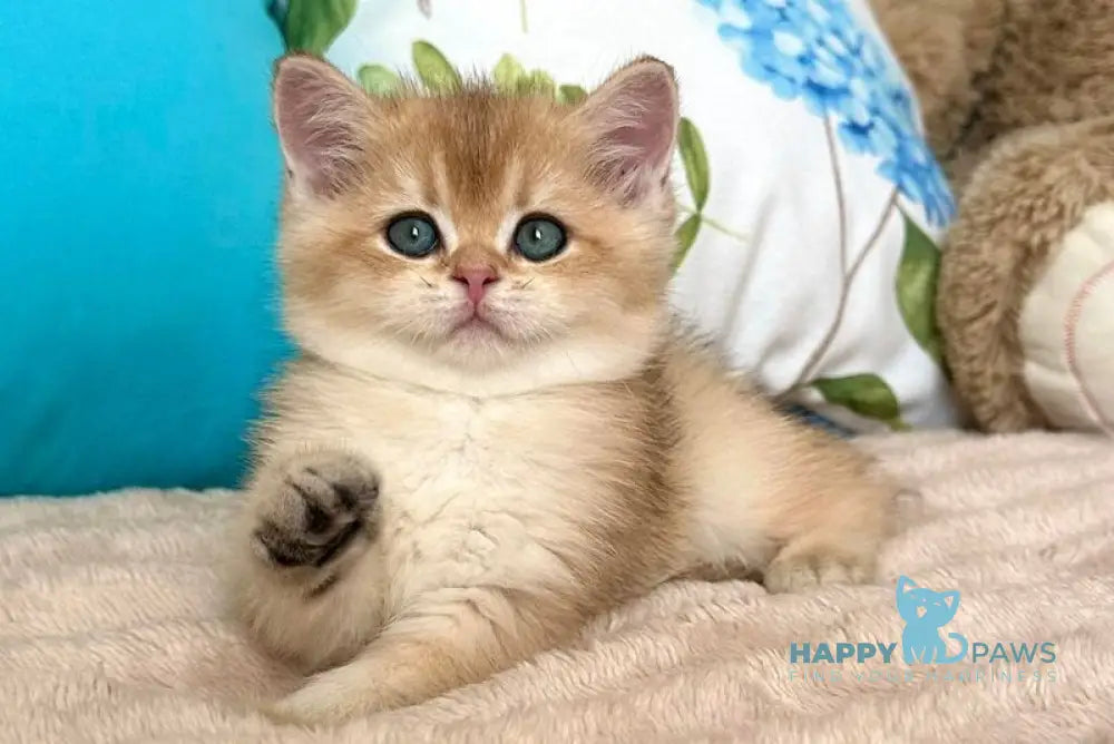 Baksik British Shorthair male black golden shaded live animals