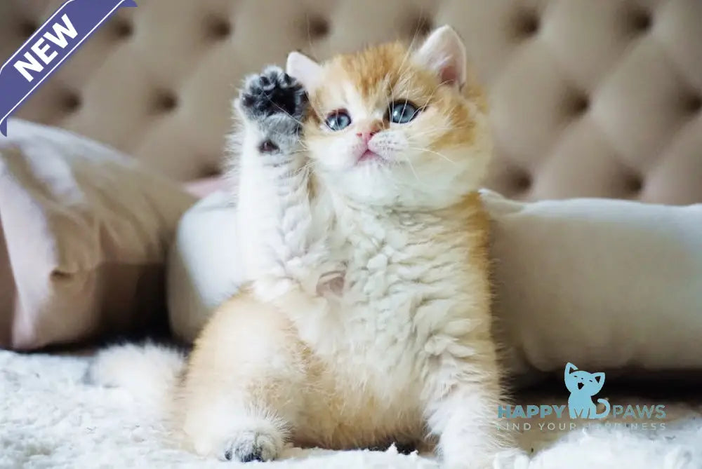 Baksik British Shorthair male black golden shaded live animals