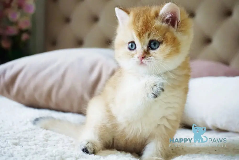 Baksik British Shorthair male black golden shaded live animals