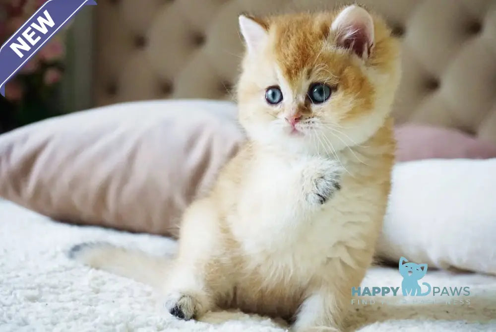 Baksik British Shorthair male black golden shaded live animals