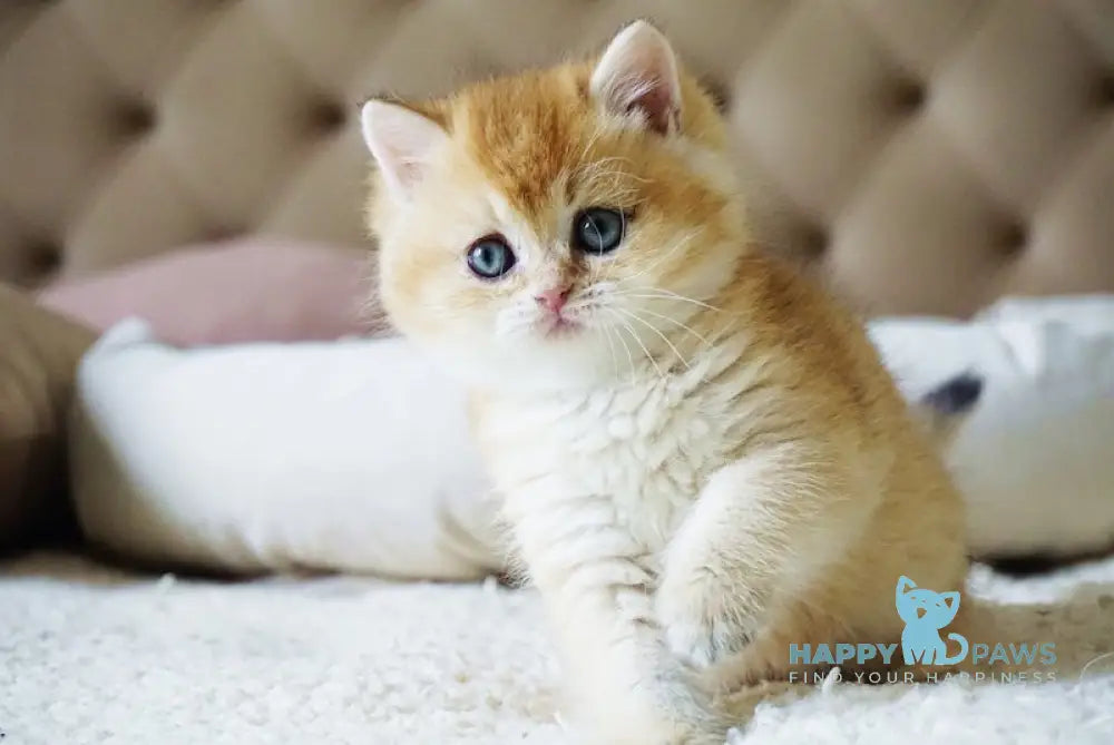 Baksik British Shorthair male black golden shaded live animals