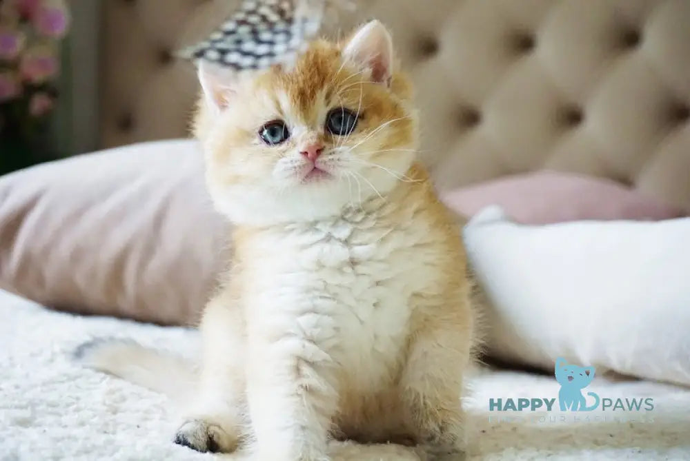 Baksik British Shorthair male black golden shaded live animals