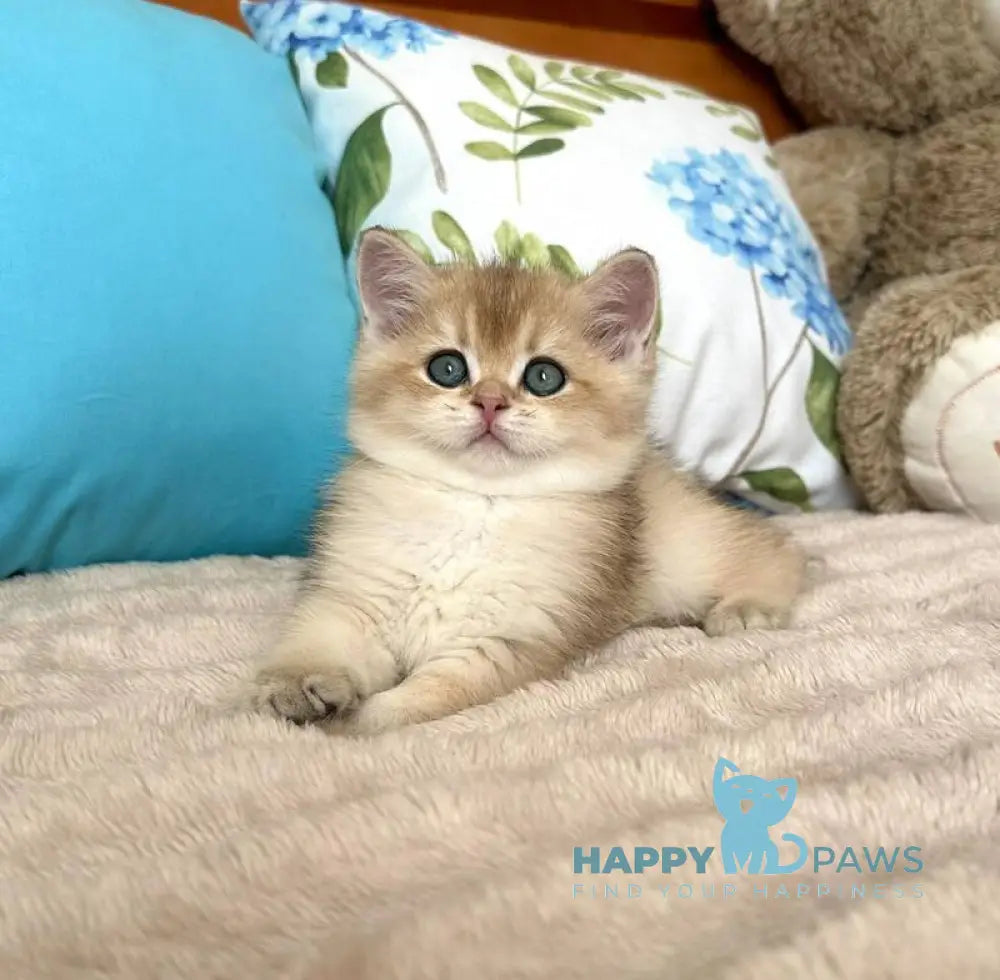 Baksik British Shorthair male black golden shaded live animals