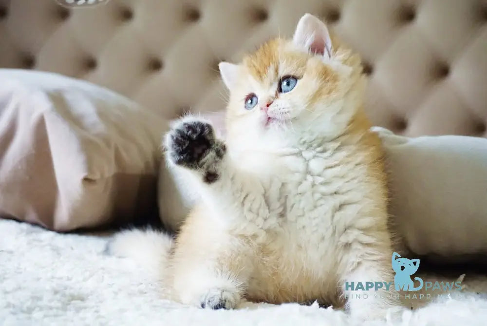Baksik British Shorthair male black golden shaded live animals