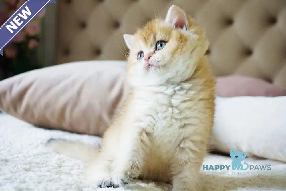 Baksik British Shorthair male black golden shaded live animals