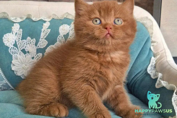 Baksik British Shorthair male cinnamon - live animals